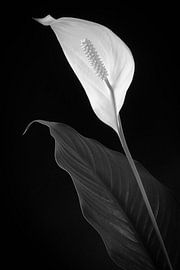 Insérer sur Denis Feiner