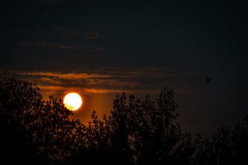 Le diable de la nature sur Kyran Vermeir