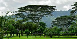 Landschaft auf Kauai von Unieke natuurfoto's