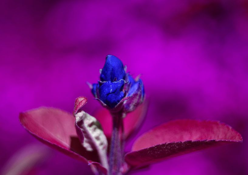 Blüte im Amethyst von Vinte3Sete