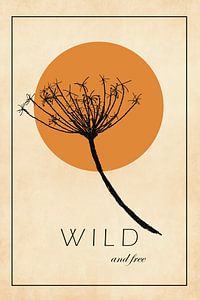 Wild und frei, wilde Karotte mit untergehender Sonne von KB Design & Photography (Karen Brouwer)