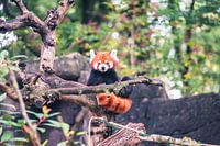 The small and red panda