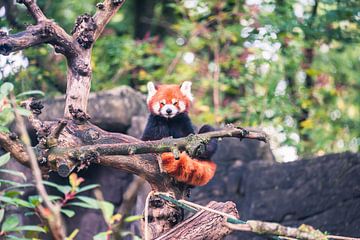 De kleine en rode panda van Kaylee Verschure