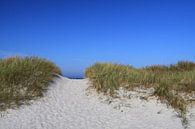 De duinen aan de Oostzee van Karina Baumgart thumbnail