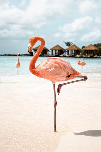 Rosa Flamingo auf der Insel Aruba