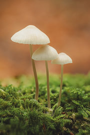 Triplets II by Richard Stoop