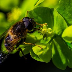 Biene mit Pollen auf Pflanze von Kunstdoorsuus