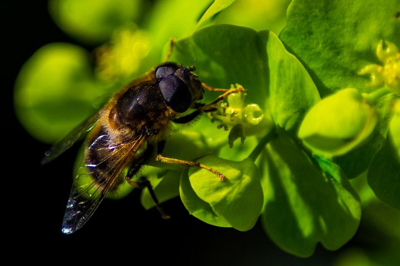 Bee with pollen on plant by Kunstdoorsuus