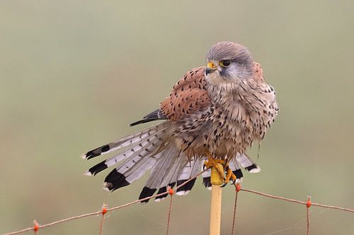 Turmfalke zeigt sein Gefieder