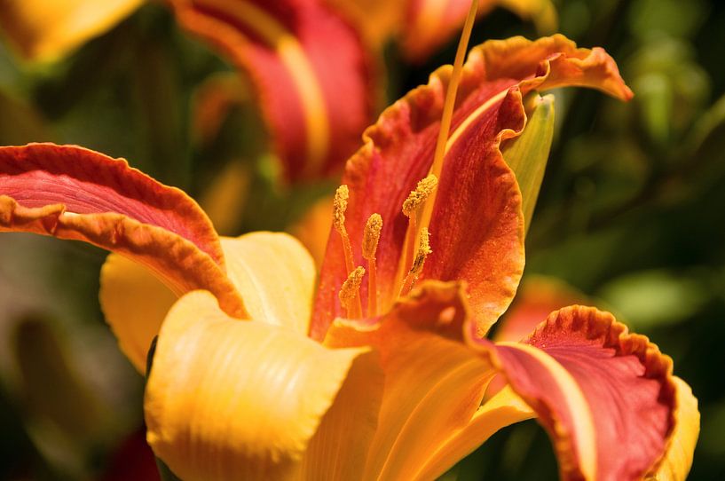 Taglilie von Peter Baier