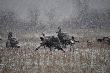 Wild turkeys in winter by Claude Laprise