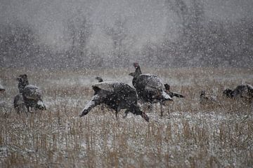 Wilde kalkoenen in de winter van Claude Laprise