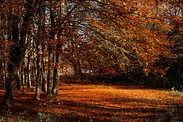 Herfstmagie in het Bos Warm Licht en Gouden Bladeren herfst van Femke Ketelaar