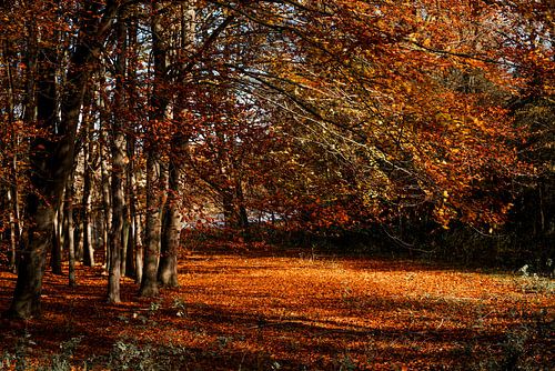 Herfst magie in het Bos Warm Licht en Gouden Bladeren herfst