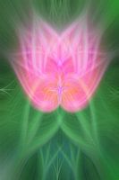 Pink tulip 2