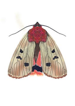 Cream moth on white background by Angela Peters