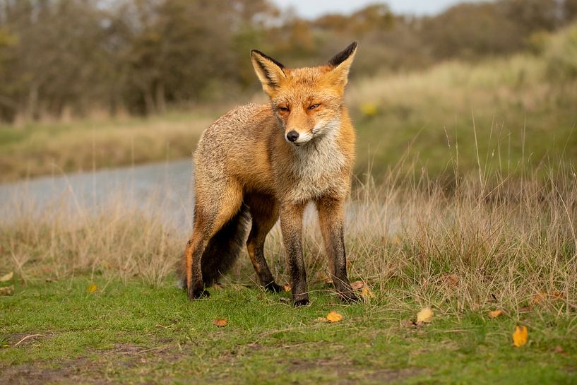 Fox (vulpes) by Wouter Van der Zwan