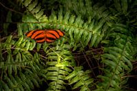 Bring the beauty of nature inside