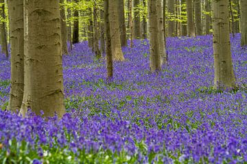 Hyacinthes dans le Hallerbos sur Easycopters