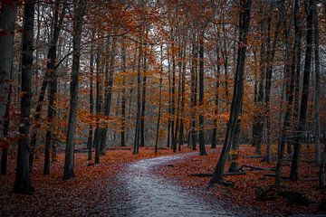 Herfst in het bos Breda Nederland van Tatiana Verbiesen