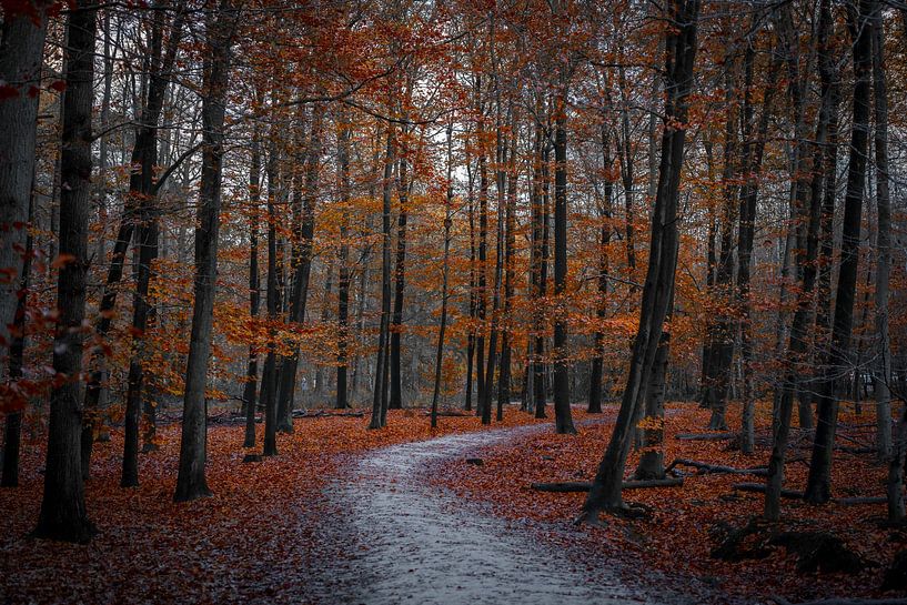 Autumn in the forest Breda Netherlands by Tatiana Verbiesen