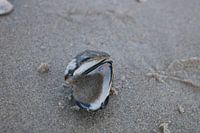 schelp in het zand