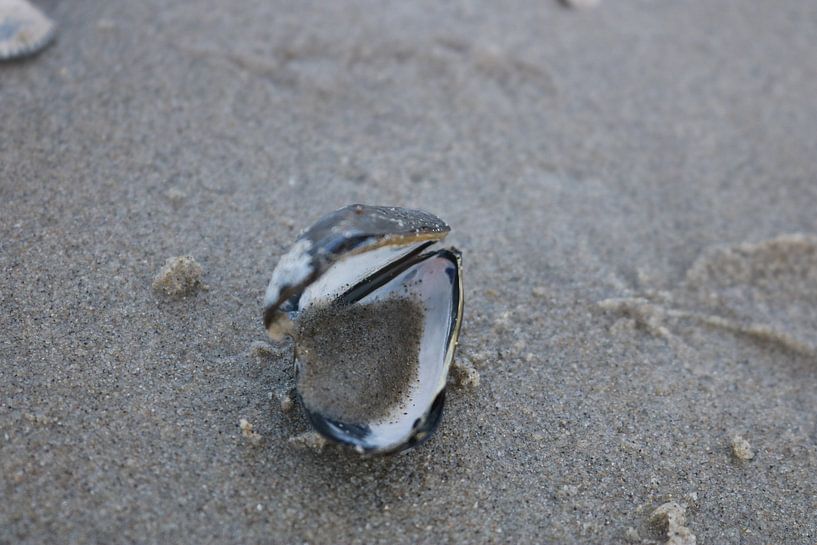 schelp in het zand by Rosalie Broerze