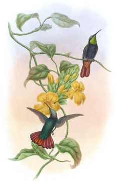 Elliot's Topaz, John Gould van Hummingbirds