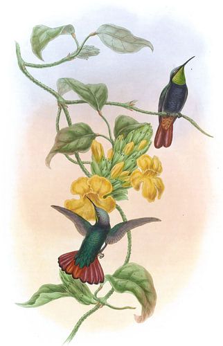 Elliot’s Topaz, John Gould