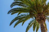 Under a spanish palmtree