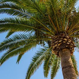 Under a spanish palmtree by Aiji Kley