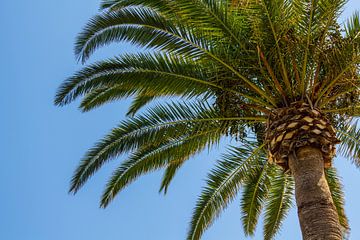 Onder de spaanse palmboom van Aiji Kley