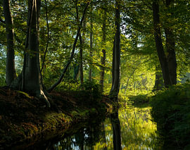 L'automne dans la forêt - Drenthe - Eelde (Pays-Bas)