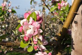 Apfelblüte von Spijks PhotoGraphics