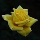 Gele roos von Mike Bing Miniaturansicht