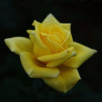 Gele roos van Mike Bing