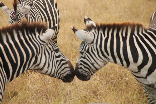 Zebra Tanzania