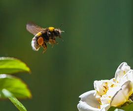 Macro of flying bumblebee by ManfredFotos