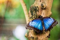 Magnifique Morpho bleu