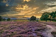 Heather season on the Regte heather by Dennis Donders thumbnail