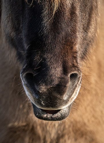 Nez d'un Konik sauvage