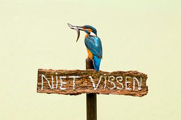 Kingfisher with fish on sign 'don't fish'.