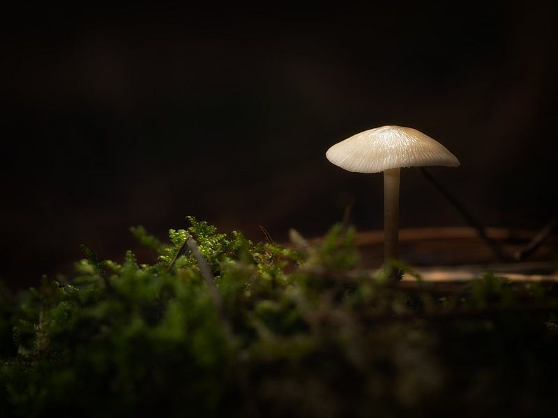 Paddenstoel in het bos van Maikel Brands