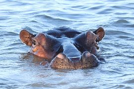 Nijlpaard loerend over het water, Saint Lucia, Zuid-Afrika von Romy Wieffer