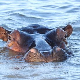 Hippo in the water of Saint Lucia, South-Africa von Romy Wieffer