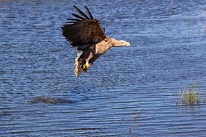 Europäischer Seeadler fliegt mit seiner frisch gefangenen Beute über das Wasser/