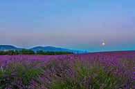 Lavender Moon II by Marcel de Groot thumbnail