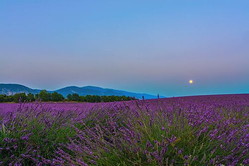 Lavender Moon II
