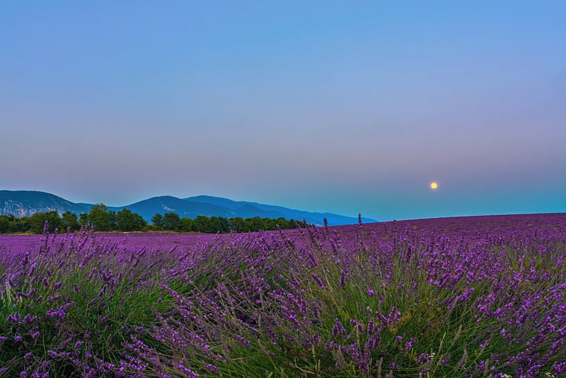 Lavender Moon II by Marcel de Groot