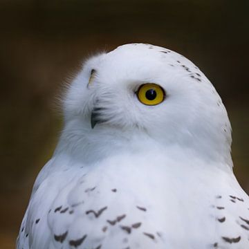 Schneeeule, Bubo scandiacus von Gert Hilbink